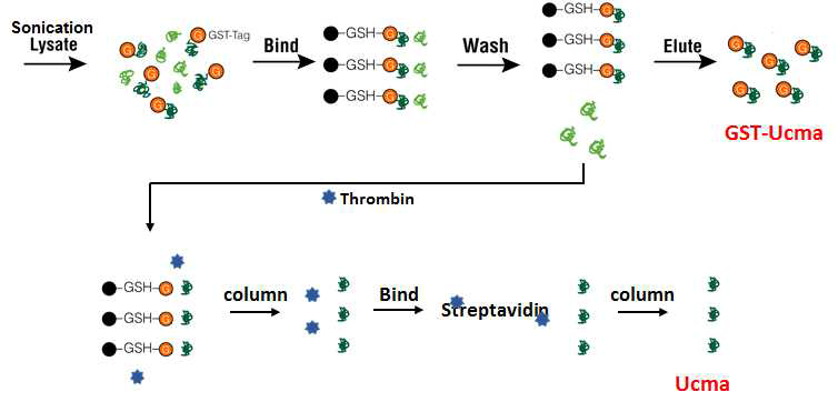 Thrombin을 이용하여 GST 제거한 Ucma 재조합 단백질 확보 방법