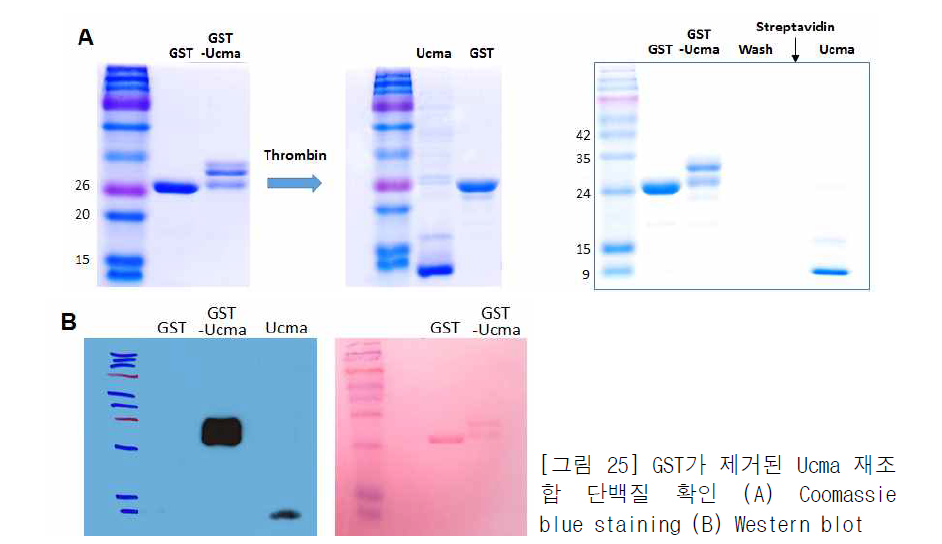 GST가 제거된 Ucma 재조합 단백질 확인 (A) Coomassie blue staining (B) Western blot