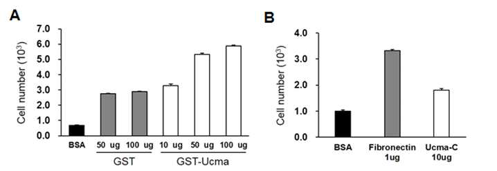 Ucma 재조합 단백질에 대한 조골세포 부착능 확인