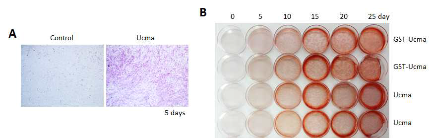 Ucma 재조합 단백질에 대한 조골세포 분화능 확인. (A) Ucma 재조합 단백질 투여 후 분화 5일째 ALP staining 결과. (B) GST-Ucma와 Ucma 재조합 단백질 투여 후 30일 동안의 분화시 alizarin red 염색 결과
