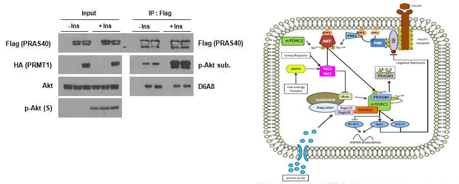 PRAS40의 arginine methylation (D6A8 antibody)와 Akt에 의한 인산화 조절 확인. Western blot analysis의 결과 (왼쪽) 및 세포에서의 기능 모델 (오른쪽)을 보임