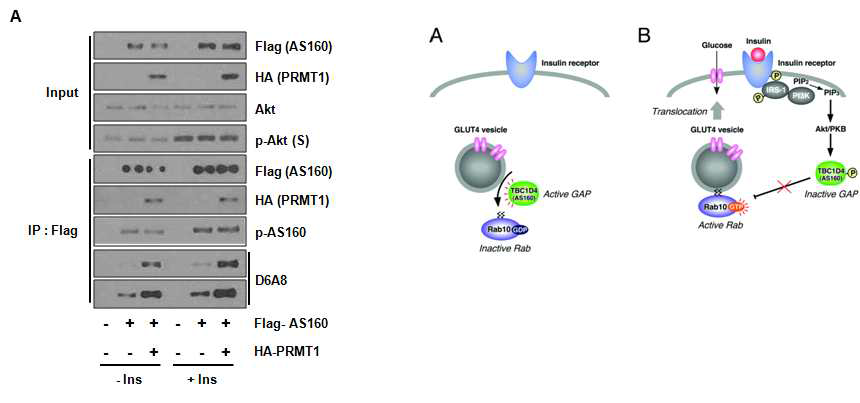 AS160의 arginine methylation (D6A8 antibody)와 Akt에 의한 인산화 조절 확인. Western blot analysis의 결과 (왼쪽) 및 세포에서의 기능 모델 (오른쪽)을 보임