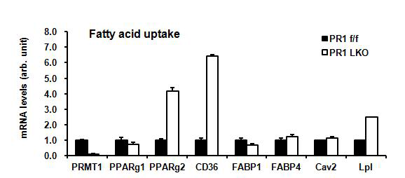 PRMT1 KO hepatocytes에서 fatty acid uptake에 관련된 유전자 변화를 Q-RT PCR을 통하여 확인함