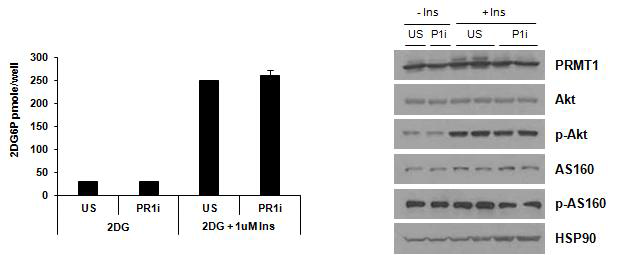 PRMT1 knockdown된 3T3-L1 cell을 differentiation 시킨 후, 인슐린 처리 시의 glucose uptake의 변화 (2DG uptake, 왼쪽)과 인슐린 신호전달계 변화 (western blot analysis, 오른쪽)을 확인함