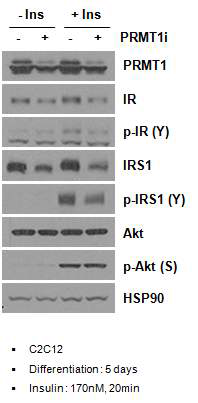 PRMT1 knockdown된 C2C12 세포에서 인슐린 처리 후, IR, IRS-1, Akt의 인산화 변화 정도를 western blot analysis를 통하여 확인함