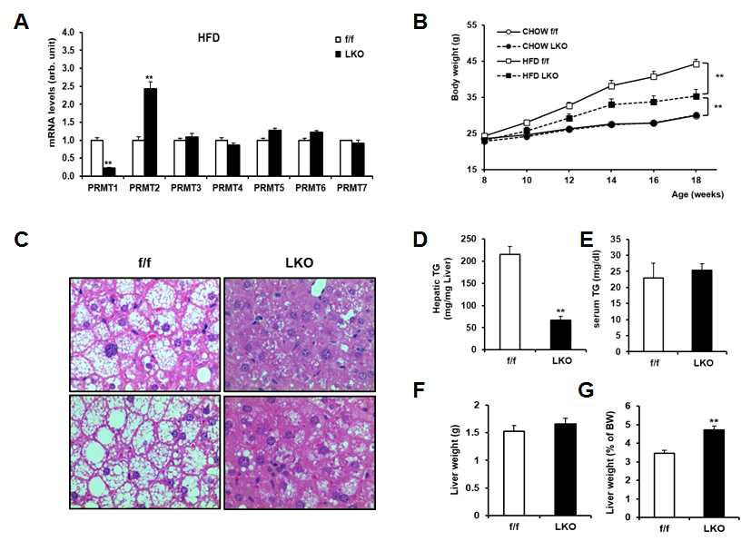 PRMT1 liver-specific knockout mouse의 지방대사에 관한 연구. 생후 4주 된 정상 생쥐(f/f), PRMT1 LKO mouse (LKO)를 HFD로 12주 유지후, PRMT 유전자의 발현 (A), 체중의 변화 (B), 간 및 혈중 TG 분석 (C, D, E), 및 간의 무게 차이 (F, G)를 측정