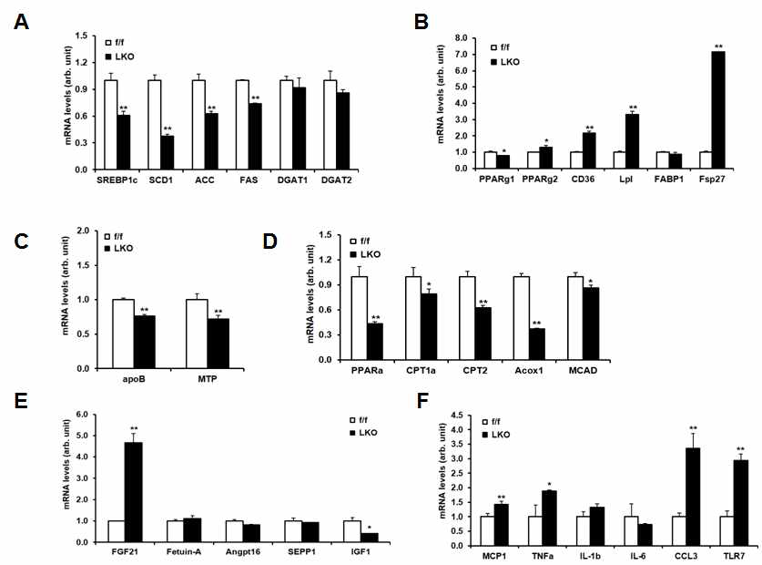 PRMT1 liver-specific knockout mouse의 지방대사에 관한 연구. 생후 4주 된 정상 생쥐(f/f), PRMT1 LKO mouse (LKO)를 HFD로 12주 유지후, lipogenic 유전자의 발현 (A), lipid uptake 관련 유전자의 발현 (B), VLDL secretion관련 유전자의 발현 (C), fatty acid oxidation 관련 유전자의 발현 (D), hepatokine 유전자의 발현 (E) 및 chemokine, cytokine 유전자의 발현 (F)를 Q-PCR을 통하여 측정함