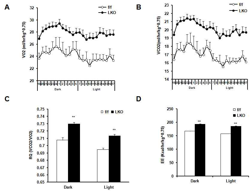 PRMT1 liver-specific knockout mouse의 지방대사에 관한 연구. 생후 4주 된 정상 생쥐(f/f), PRMT1 LKO mouse (LKO)를 HFD로 12주 유지후, metabolic cage를 이용하여 energy expenditure를 측정함