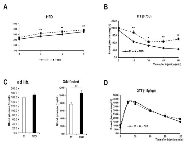PRMT1 FKO mouse의 대사 표현형 분석 A. PRMT1 FKO mouse와 WT mouse를 HFD feeding 후 체중 변화 측정. B. PRMT1 FKO mouse와 WT mouse의 insulin tolerance test 결과. C. PRMT1 FKO mouse와 WT mouse의 식이 섭취 후 및 공복 혈당 측정. D. PRMT1 FKO mouse와 WT mouse의 glucose tolerance test 결과