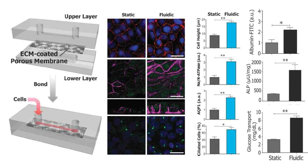 초대배양한 사람의 근위세뇨관 세포를 단일 층의 micro-channel에 배양한 후 shear stress를 주는 proximal tubule on a chip. shear stress를 유발한 경우 정적 환경에 비하여 세포의 분화가 생체내와 유사해지고 ion channel의 발현이 증가하며 용질의 이동이 정적 상태보다 증가함(Jang KJ, et al. Integr Biol, 2013)