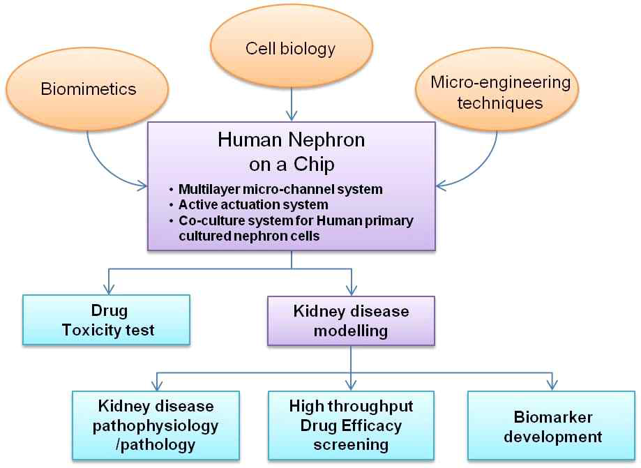 human nephron on a chip의 목표