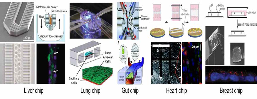 현재 prototype이 발표된 organ chip