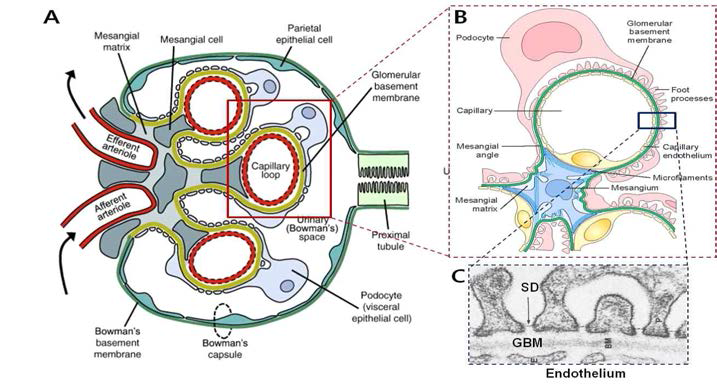 (A) 사구체의 단면 모식도 (B) 사구체내 혈관을 중심으로 한 모식도(그림 7A의 붉은색 사각형). 파란색 사각형 단면 내 혈관쪽으로부터 각각 내피세포-기저막-족세포 foot process slit diaphragm (SD) → 사구체여과장벽 형성, (C) Rat 사구체 transmission EM (그림 (B)의 파란색 단면):SD은 기저막 및 내피세포와 함께 사구체여과장벽을 형성