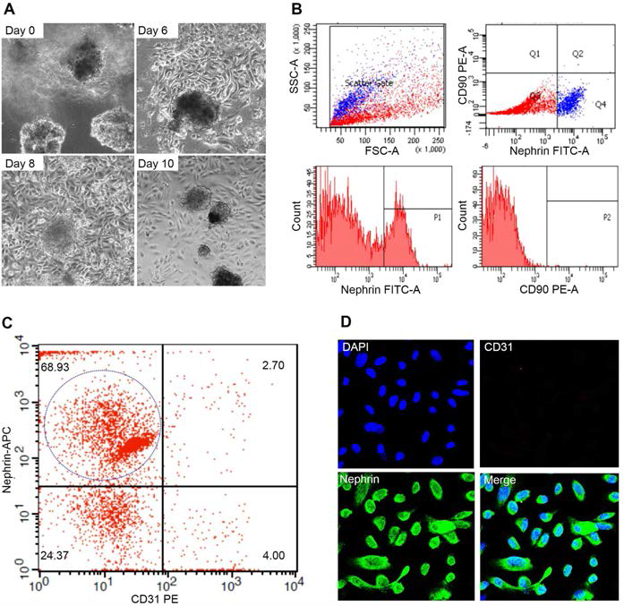 (A) Sieving technique을 이용하여 얻은 사람의 사구체에서 collagenase digestion 이후 outgrowing하는 세포. (B) nephrin (+) 및 CD31 (-), CD90 (-)로 FACS cell sorting. (C) 족세포 표지자인 synaptopodin, nephrin (+) CD31 (내피세포, -) CD90 (메산지움 세포 표지자, -) 족세포 획득 (D) nephrin (+), CD31 (-) cell