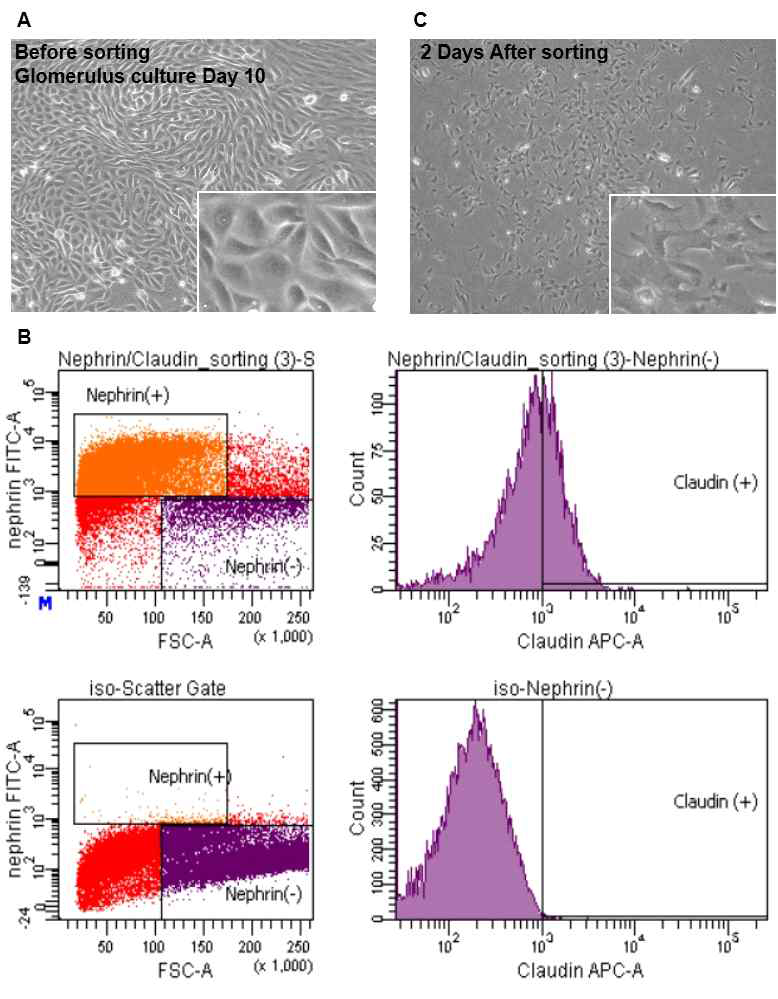 (A) Sieving technique을 이용하여 얻은 사람의 사구체에서 collagenase digestion 이후 outgrowing 하는 세포 (전형적 cubblestone appearance를 보임). (B) claudin-1 (+), nephrin (-)로 FACS cell sorting. (C) FACS sorting 이후 PEC는 전형적인 arborized cell shape을 보임