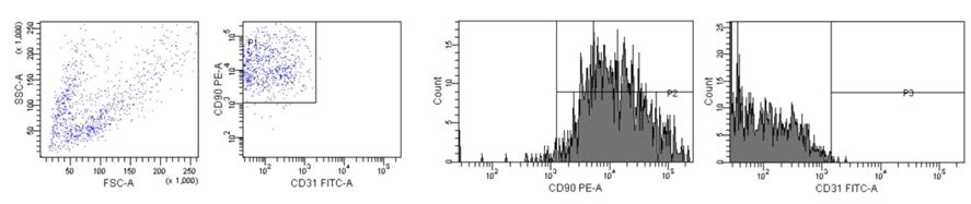 CD90 (+) CD31 (-)로 FACS cell sorting한 mesangial cell