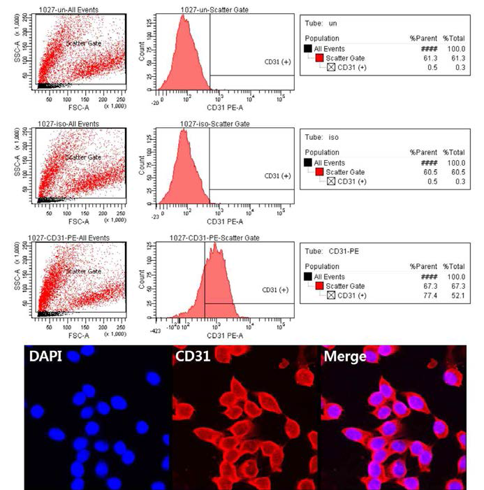 (A) CD31 (+),로 FACS cell sorting. (C) FACS sorting 이후 confocal image analysis로 CD31 cytoplasmic expression validation