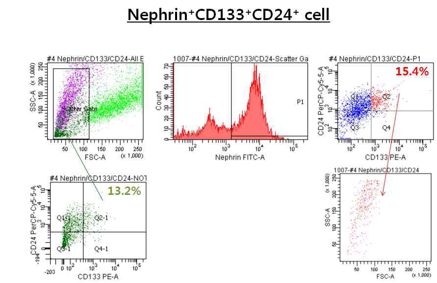R1 gating 중에 nephrin(+) 세포가 약 70% 정도이며 (P1), 이 중 CD133+CD24+ 세포는 (Q2) 15.4%을 차지함. Nephrin+CD133+CD24+ 세포는 R1 위치 중에 전체에 퍼져 있음을 관찰함 (red dot). 또한,13.2%의 분포를 나타낸 CD133+CD24+세포는 (Q2-1) R1 위치에서 주로 크기가 작은 세포 위치에 있음 (dark green dot)