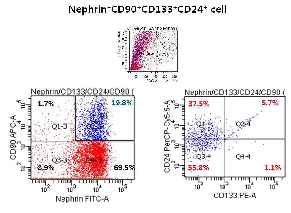 족세포와 메산지움세포 표지자를 동시에 가지는 전구세포의 존재 (nephrin+ CD90+ CD133+ CD24+ cell)