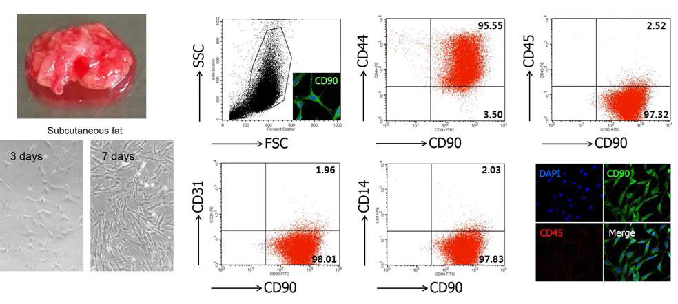 말기신부전 환자의 복부 지방을 채취하여 enzyme digestion후 ADSC 배양함. ADSC의 표지자를 FASC로 확인함