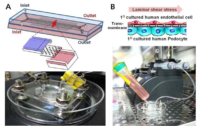 (A) 사구체여과장벽 모사 dual-channel prototype chip device. (B) 내피세포 측 channel에 Harvard syringe pump를 이용하여 laminar flow shear stress 유발