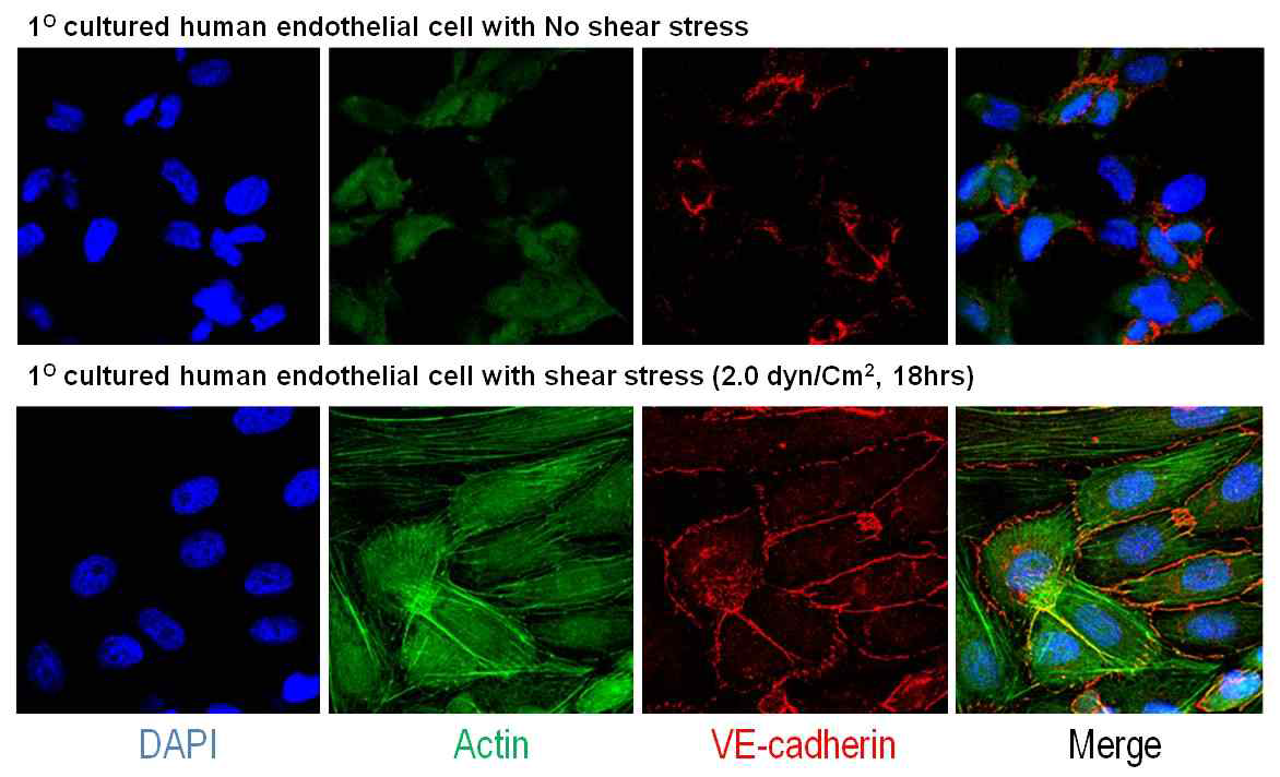 사구체여과장벽 모사 dual-channel prototype chip device에서 내피세포 측 channel에 Harvard syringe pump를 이용하여 laminar flow shear stress 유발한 이후 내피세포의 confocal image. laminal flow shear stress를 유발 시킨 경우 cellular junction protein인 VE-cadherin의 발현이 cell junction을 따라 발현되며 actin fiber bundle의 활성화가 관찰됨