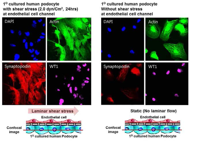 사구체여과장벽 모사 dual-channel prototype chip device에서 내피세포 측 channel에 Harvard syringe pump를 이용하여 laminar flow shear stress 유발한 이후 족세포의 confocal image. 내피세포에 laminal flow shear stress를 유발 시킨 경우 족세포의 분화 표지자인 synaptopodin의 발현이 증가하며 세포의 모양 역시 arborized cell shape 및 actin cytoskeleton의 활성화 등 분화가능성을 보임