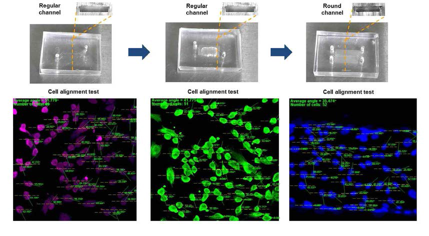 microfluidic 환경에서 cell alignment test를 통한 chip design의 변경