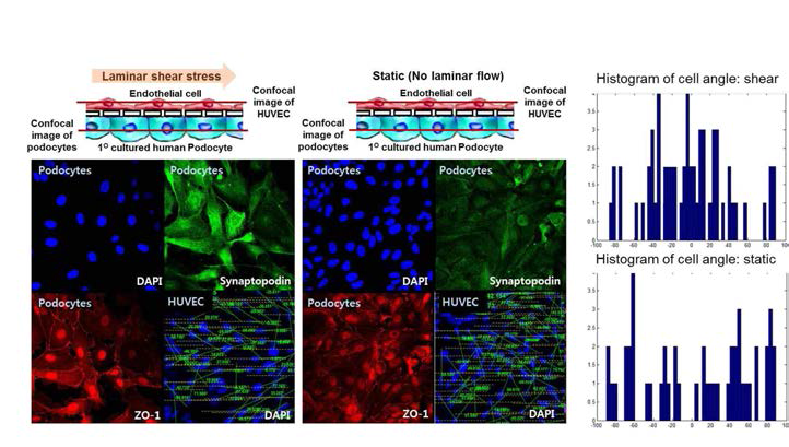 laminar shear stress 이후 endothelial의 cell alignment의 0도 수렴과 함께 podocyte differentiation marker의 발현 증가를 확인함