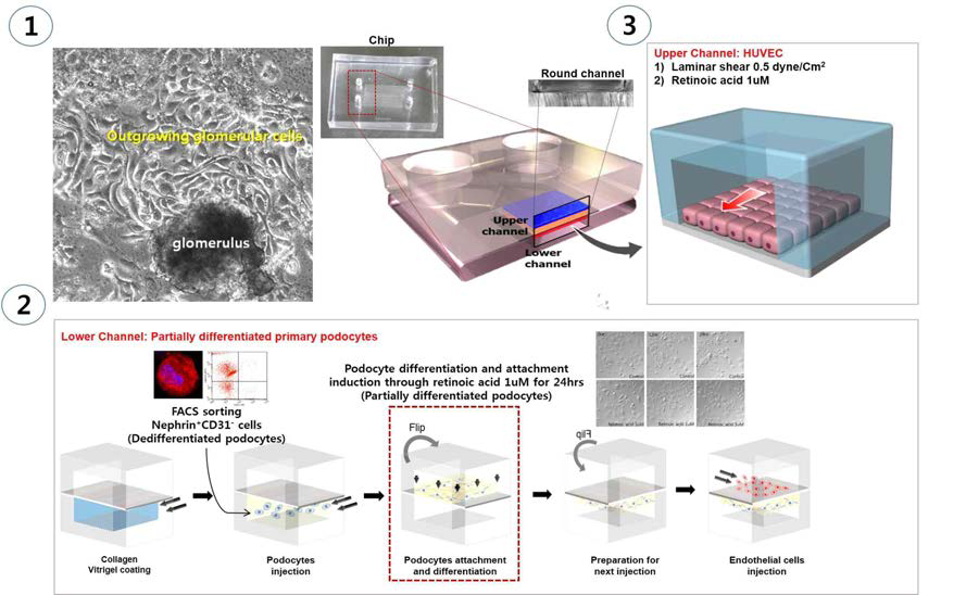 사구체여과장벽 모사 microfluidics device의 표준화 제작 과정