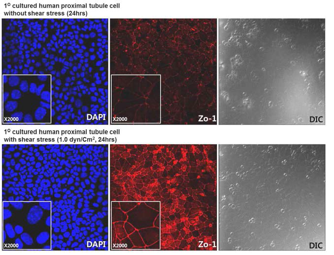 single channel chip내에서 laminar shear stress는 근위세뇨관 세포의 tight cell junction형성을 유도함