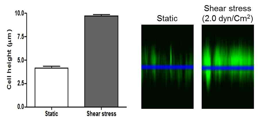 single channel chip내에서 laminar shear stress는 근위세뇨관 세포의 height 증가를 촉진함(P<0.001)