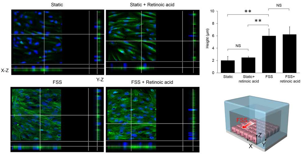 laminar shear stress 와 retinoic acid media가 podocyte height 증가에 미치는 영향: laminar shear stress는 static 비하여 통계적으로 유의한 height 증가를 보임 (P<0.001)