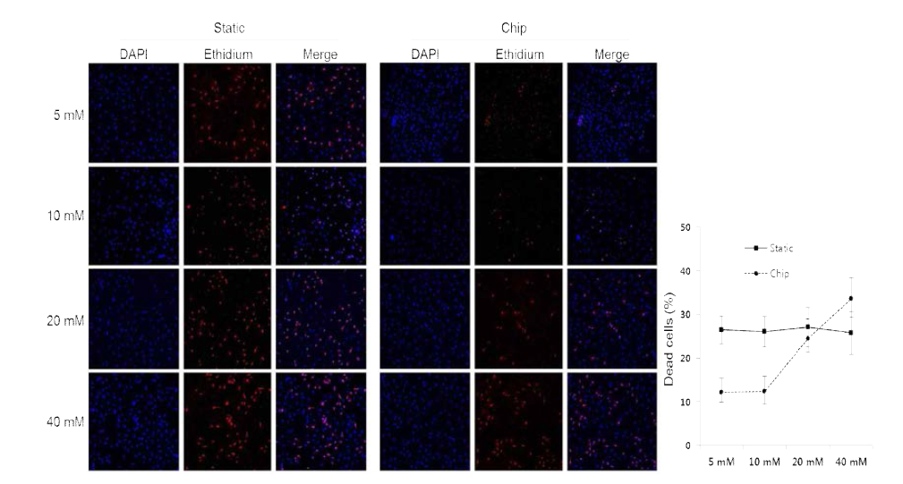 static vs. chip 에서 표시된 농도의 amikacin의 media를 6시간동안 자극한 후 cell death analysis를 시행함: static 환경에서는 고투과성으로 인한 저농도에서부터의 cell death 유발을 보이나 chip 환경 하에서 저농도에서 족세포 cell death가 억제되고 이후 일정 농도 이상에서 dose dependent cell death 발생