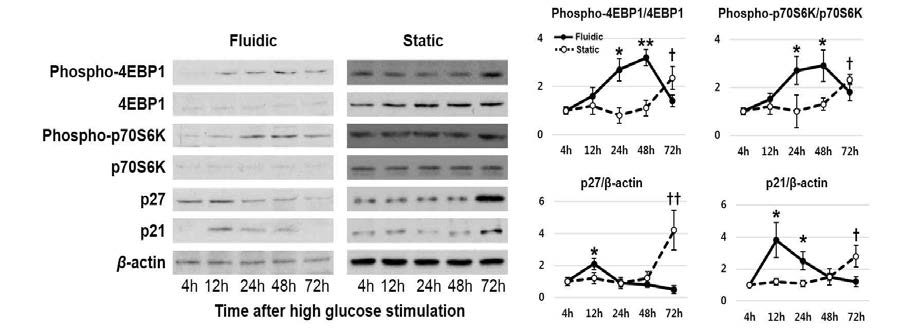 chip 내 족세포와 정적환경 족세포에서 고포도당 자극에 따른 4EBP1 및 p70S6K의 phosphorylation 및 CDKi의 시간 별 발현 양상. chip의 경우 정적 환경의 고포도당 자극에 비하여 고포도당 자극 초기부터 족세포 비후 연관 mTORC1 pathway 및 CDKi 활성화됨을 확인함. (*P < 0.05 vs. baseline; †P < 0.01 vs. baseline)