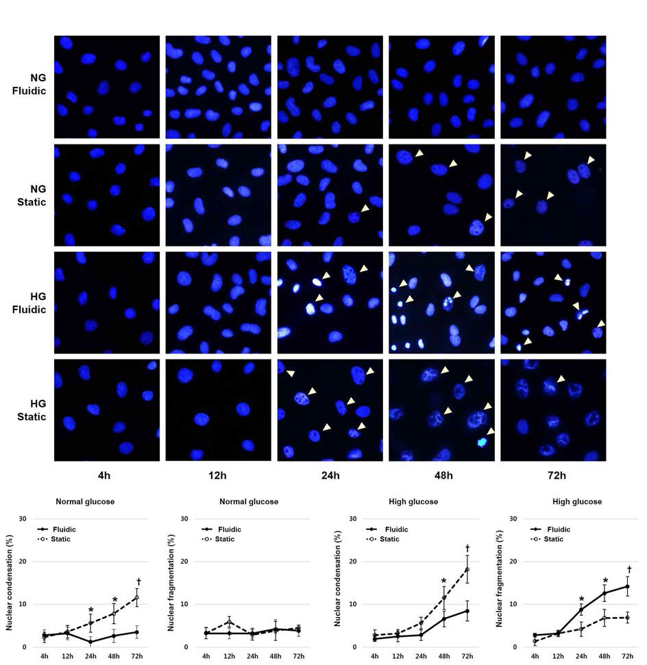 Hoechst 33342 염색을 이용한 apoptotic cell의 분율. chip 및 정적 환경 하에서 각각 정상포도당과 고포도당 자극을 한 이후 시간별로 Hoechst 33342 염색을 시행함. 정상포도당 자극에도 정적배양 조건에서 nuclear condensation이 증가하는 양상을 보이며 이는 통하여 apoptotic cell의 proportion을 확인함