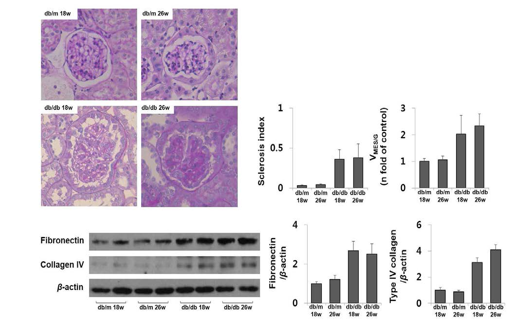 2형 당뇨 모델인 db/db mice는 각각 18주령과 26주령의 db/m mice와 비교하여 stereological analysis로 분석한 sclerosis index 및 mesangial volume의 증가 등 섬유화를 보임을 확인함. 더불어 microdissection한 사구체에서 fibronectin 및 type 4 collagen의 발현증가를 확인함