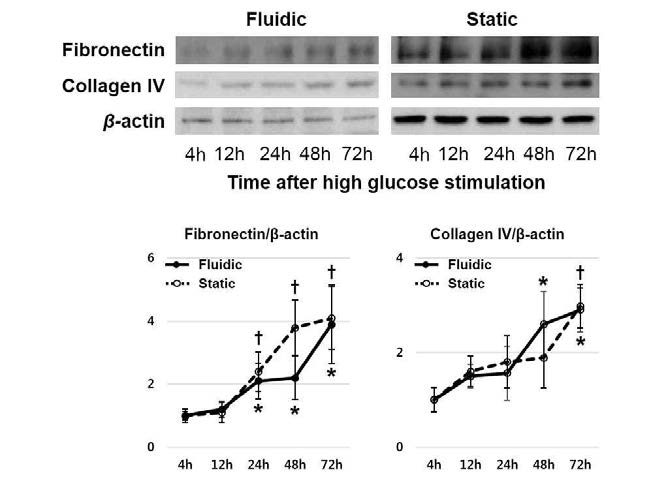 FSS 또는 static 환경에서 fibronectin과 type 4 collagen의 단백 발현. chip과 정적배양 조건 모두 고포도당 자극에 의하여 섬유화와 관련된 fibronectin과 type 4 collagen의 단백 발현이 증가 하였고 시간과 연관된 pattern 역시 유사한 형태를 보여 chip의 질환 모사능이 우월함을 입증하지 못함