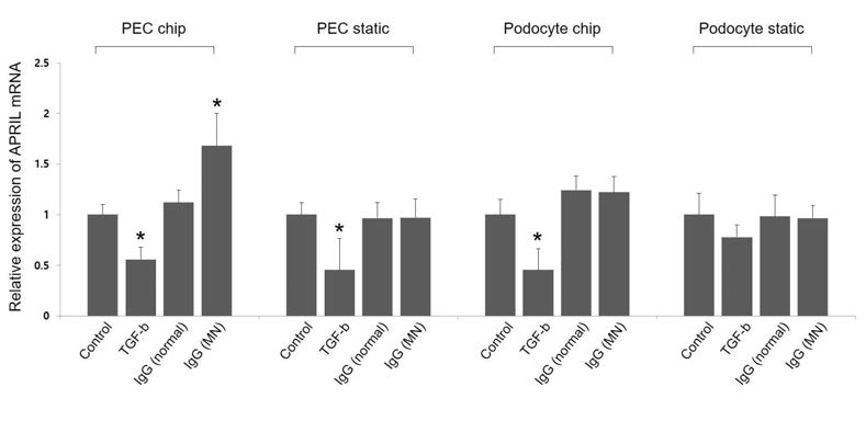 PEC chip에서의 막성사구체신염 환자의 purified IgG 자극에 따른 APRIL mRNA의 expression 증가. 정적배양 조건에서 증가가 관찰되지 않아 chip에서 모사가 가능함을 시사함