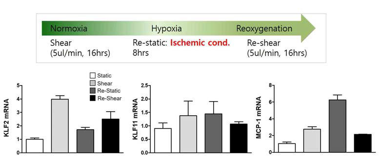 endothelial monolayer chip에서 IRI 모델의 모사. KLF2의 발현이 통계적으로 유의하게 감소됨을 확인함