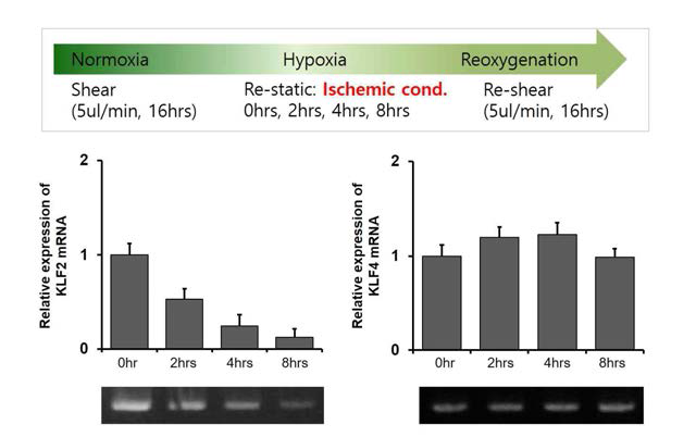 IRI 시간에 따른 KLF2 및 KLF4 mRNA expression의 차이. KLF2 mRNA는 ischemic time이 길수록 mRNA expression이 낮아짐 (p-trend <0.01)