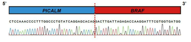 PICALM-BRAF 융합 유전자의 검증