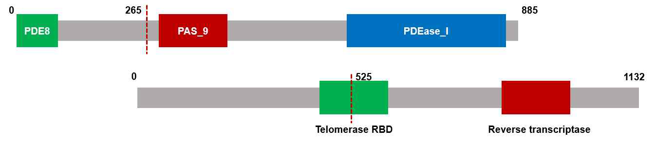 PDE8B-TERT 융합 유전자 구조