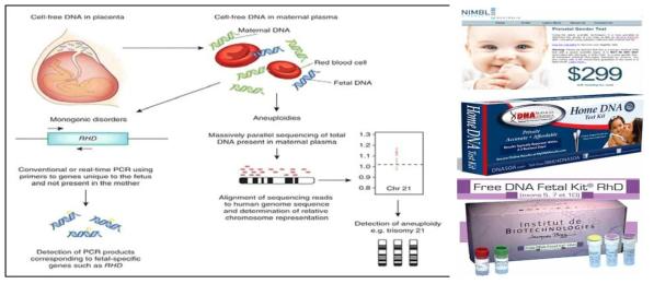 임신부 혈장내 태아 DNA를 이용한 산전검사 모식도 및 상용화 사례