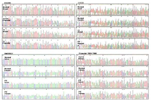 각 유전자의 Bisulfite converted sequencing 확인