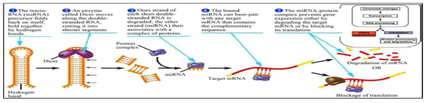 miRNA의 기능