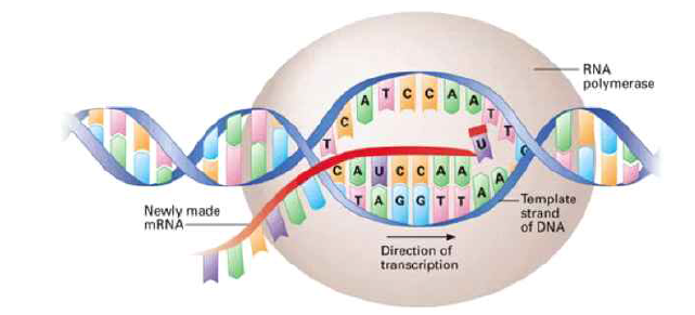 mRNA의 역할
