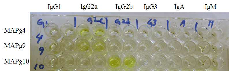단클론항체 MAPg4, 9, 10 heavy chain의 isotype 분석