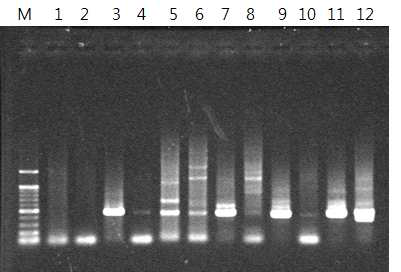 각각의 forward primer를 이용한 PCR 반응에서 항체 light chain 유전자의 증폭. Lane 1-6: MAPg9 light chain, lane 7-12: MAPg10 light chain