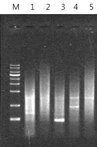 각각의 forward primer를 이용한 PCR 반응에서 항체 light chain 유전자의 증폭. Lane 1-5: MAPg4 light chain